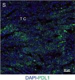 Rat IgG (H+L) Cross-Adsorbed Secondary Antibody in Immunohistochemistry (IHC)