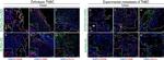 Rat IgG (H+L) Cross-Adsorbed Secondary Antibody in Immunohistochemistry (IHC)