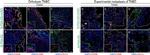 Rat IgG (H+L) Cross-Adsorbed Secondary Antibody in Immunohistochemistry (IHC)