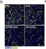 Rat IgG (H+L) Cross-Adsorbed Secondary Antibody in Immunohistochemistry (IHC)