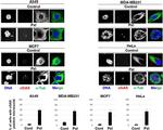 Mouse IgG (H+L) Highly Cross-Adsorbed Secondary Antibody in Immunocytochemistry (ICC/IF)