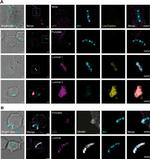 Rabbit IgG (H+L) Highly Cross-Adsorbed Secondary Antibody in Immunocytochemistry (ICC/IF)