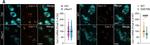 Mouse IgG (H+L) Cross-Adsorbed Secondary Antibody in Immunocytochemistry (ICC/IF)