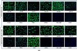 Rabbit IgG (H+L) Cross-Adsorbed Secondary Antibody in Immunocytochemistry (ICC/IF)