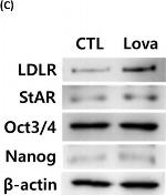 Rabbit IgG (H+L) Secondary Antibody in Western Blot (WB)