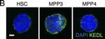 Mouse IgG (H+L) Highly Cross-Adsorbed Secondary Antibody in Immunocytochemistry (ICC/IF)