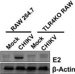 Rabbit IgG (H+L) Secondary Antibody in Western Blot (WB)