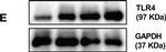 Mouse IgG (H+L) Secondary Antibody in Western Blot (WB)