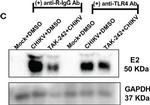 Mouse IgG (H+L) Secondary Antibody in Western Blot (WB)