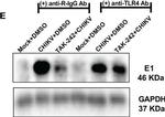 Mouse IgG (H+L) Secondary Antibody in Western Blot (WB)