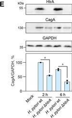 Rabbit IgG (H+L) Secondary Antibody in Western Blot (WB)