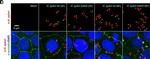 Rabbit IgG (H+L) Cross-Adsorbed Secondary Antibody in Immunocytochemistry (ICC/IF)