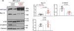 Rabbit IgG (H+L) Secondary Antibody in Western Blot (WB)