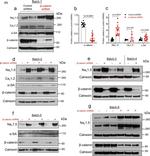 Rabbit IgG (H+L) Secondary Antibody in Western Blot (WB)