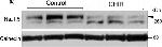 Rabbit IgG (H+L) Secondary Antibody in Western Blot (WB)