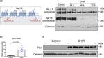 Rabbit IgG (H+L) Secondary Antibody in Western Blot (WB)