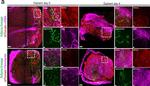 Rabbit IgG (H+L) Highly Cross-Adsorbed Secondary Antibody in Immunohistochemistry (IHC)