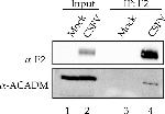 Mouse IgG (H+L) Secondary Antibody in Western Blot (WB)