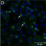 Rabbit IgG (H+L) Cross-Adsorbed Secondary Antibody in Immunocytochemistry (ICC/IF)