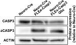 Rabbit IgG (H+L) Secondary Antibody in Western Blot (WB)