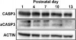 Rabbit IgG (H+L) Secondary Antibody in Western Blot (WB)