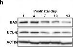 Mouse IgG (H+L) Secondary Antibody in Western Blot (WB)