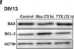 Mouse IgG (H+L) Secondary Antibody in Western Blot (WB)