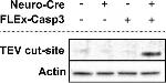 Rabbit IgG (H+L) Secondary Antibody in Western Blot (WB)