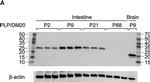 Mouse IgG (H+L) Cross-Adsorbed Secondary Antibody in Western Blot (WB)