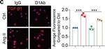 Rabbit IgG (H+L) Highly Cross-Adsorbed Secondary Antibody in Immunohistochemistry (IHC)