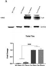 Mouse IgG (H+L) Secondary Antibody in Western Blot (WB)