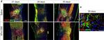 Rabbit IgG (H+L) Highly Cross-Adsorbed Secondary Antibody in Immunohistochemistry (IHC)