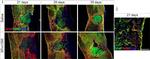 Rabbit IgG (H+L) Cross-Adsorbed Secondary Antibody in Immunohistochemistry (IHC)