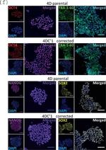 Rabbit IgG (H+L) Highly Cross-Adsorbed Secondary Antibody in Immunohistochemistry (IHC)