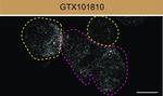 Rabbit IgG (H+L) Highly Cross-Adsorbed Secondary Antibody in Immunocytochemistry (ICC/IF)