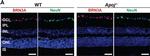 Chicken IgY (H+L) Secondary Antibody in Immunohistochemistry (IHC)