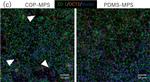 Mouse IgG (H+L) Highly Cross-Adsorbed Secondary Antibody in Immunocytochemistry (ICC/IF)