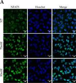 Rabbit IgG (H+L) Highly Cross-Adsorbed Secondary Antibody in Immunocytochemistry (ICC/IF)