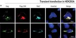 Rabbit IgG (H+L) Highly Cross-Adsorbed Secondary Antibody in Immunocytochemistry (ICC/IF)