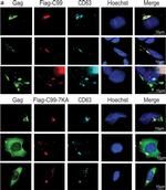 Rabbit IgG (H+L) Highly Cross-Adsorbed Secondary Antibody in Immunocytochemistry (ICC/IF)