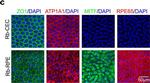 Rabbit IgG (H+L) Highly Cross-Adsorbed Secondary Antibody in Immunocytochemistry (ICC/IF)