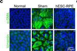 Mouse IgG (H+L) Highly Cross-Adsorbed Secondary Antibody in Immunocytochemistry (ICC/IF)