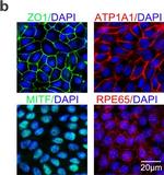 Rabbit IgG (H+L) Highly Cross-Adsorbed Secondary Antibody in Immunocytochemistry (ICC/IF)