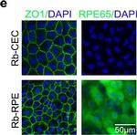 Rabbit IgG (H+L) Highly Cross-Adsorbed Secondary Antibody in Immunocytochemistry (ICC/IF)