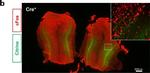 Rabbit IgG (H+L) Highly Cross-Adsorbed Secondary Antibody in Immunohistochemistry (IHC)