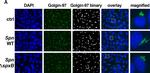 Mouse IgG (H+L) Cross-Adsorbed Secondary Antibody in Immunocytochemistry (ICC/IF)