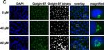 Mouse IgG (H+L) Cross-Adsorbed Secondary Antibody in Immunocytochemistry (ICC/IF)