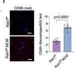 Rat IgG (H+L) Cross-Adsorbed Secondary Antibody in Immunohistochemistry (Frozen) (IHC (F))