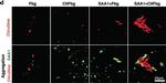 Rabbit IgG (H+L) Highly Cross-Adsorbed Secondary Antibody in Immunocytochemistry (ICC/IF)