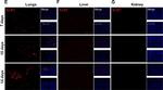 Rabbit IgG (H+L) Cross-Adsorbed Secondary Antibody in Immunohistochemistry (IHC)